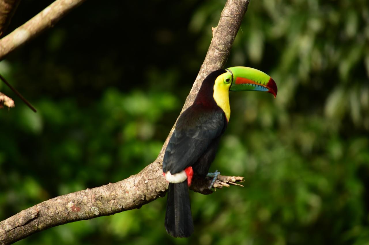 Cabanas Del Rio La Fortuna Zewnętrze zdjęcie